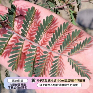 【种子】多年生 灿烂的金色花序和优雅的羽状复叶 默奇金合欢 5粒