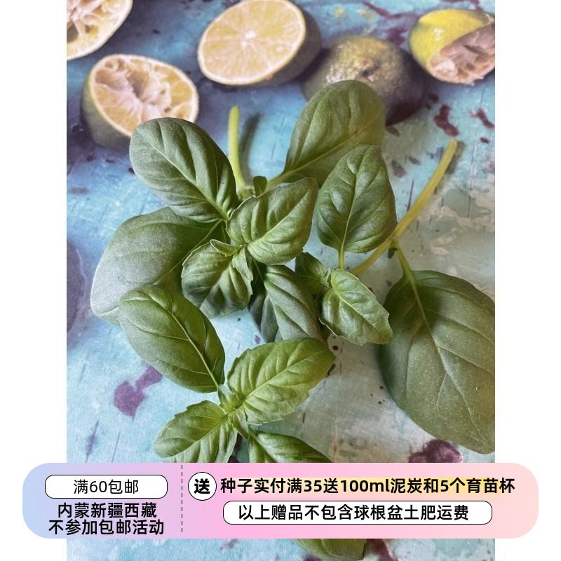 【种子】芳香浓郁的东方香草  东南亚风味 大叶泰国罗勒  10粒