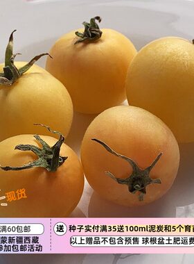 绒毛表皮进口传家宝种子