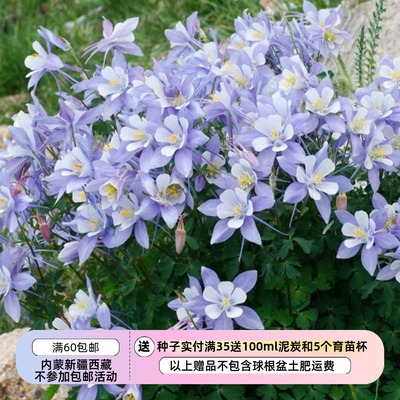 浅蓝色科罗拉多州耧斗菜
