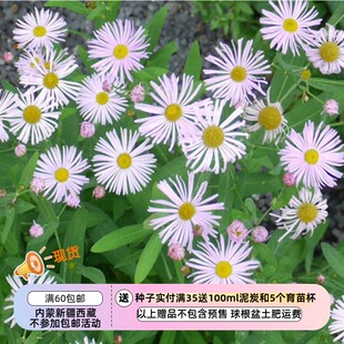 【种子】多年生 菊科 翅茎紫菀 抱茎娃娃菊 10粒