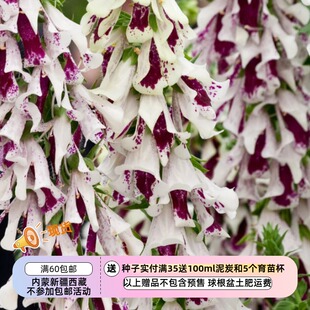 【种子】毛地黄 帕姆的选择杂-交分-裂品种 爆裂泡泡 10粒