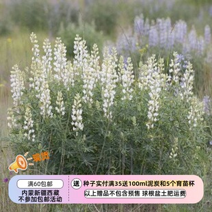 【种子】多年生 树羽扇豆 沿海灌木羽扇豆 冰雪女王白色 5粒