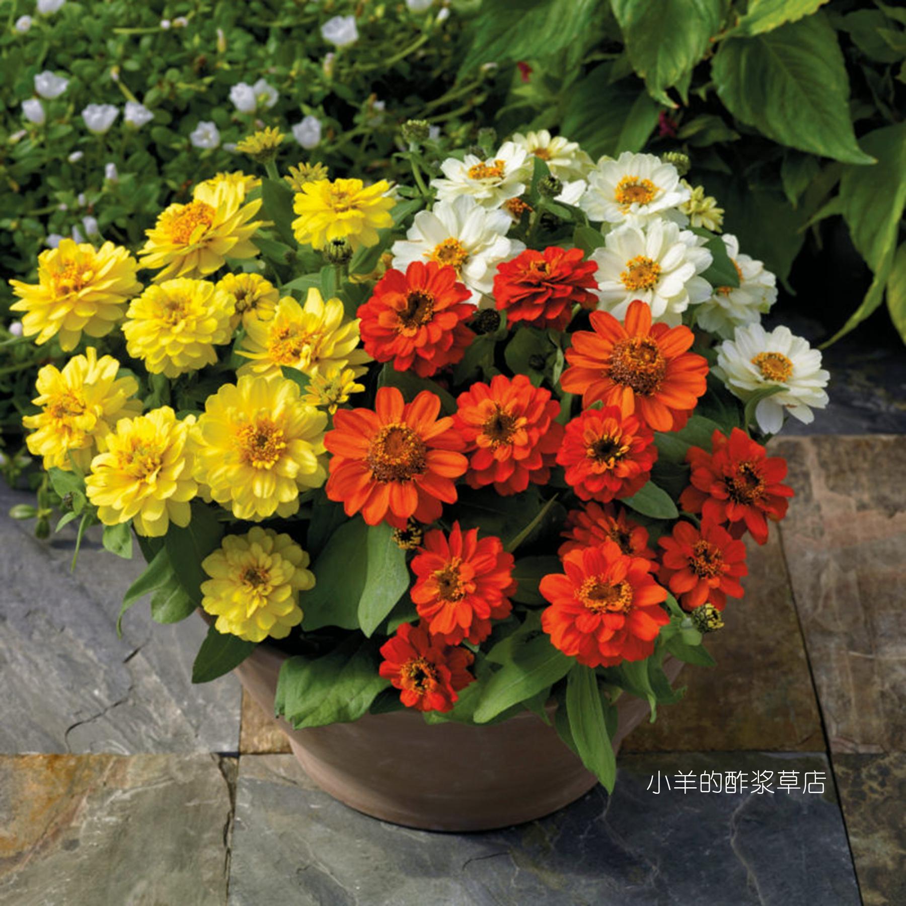 耐热矮生百日草扎哈啦多种花色