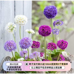 【种子】多年生 报春花科 樱草   球花报春   混色 10粒