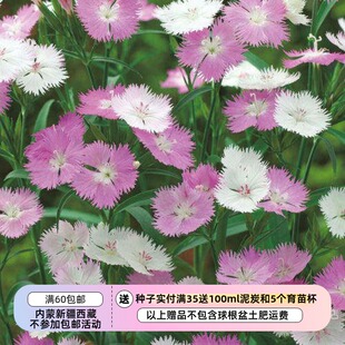 【种子】多年生 石竹科 变色抚子白色-粉色  石竹 初恋 5粒