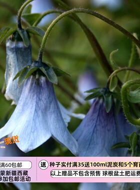【种子】多年生 桔梗科 淡蓝色铃铛花 帽子风铃 10粒