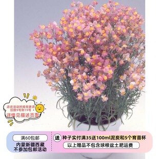 【种子】爆花神器 姬金鱼草 矮生柳穿鱼 孔雀鱼系列 多色可选10粒