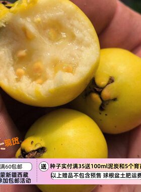 【种子】多年生 北方可种 可盆栽 葡萄番石榴 巴西番石榴 5粒