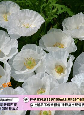 进口种子单瓣雪莉虞美人新娘丝绸