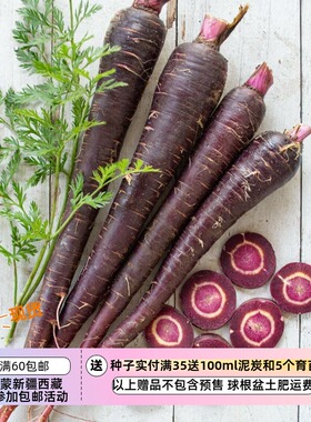 【种子】新品 胡萝卜 深紫色 F1   10粒