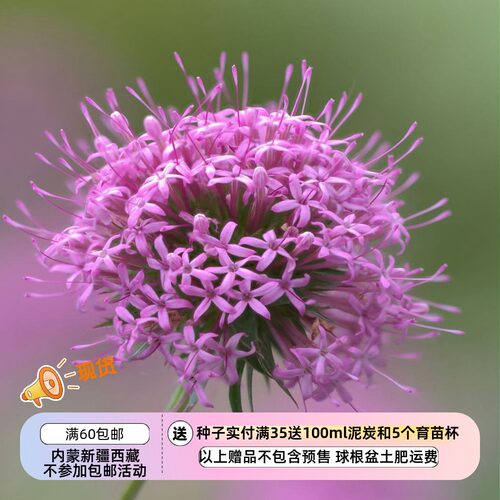 【种子】多年生 优-秀的匍匐地被植物 长柱茜草 香花球 10粒
