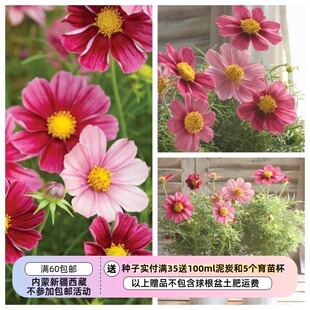 【种子】夏季耐热 矮生盆栽型波斯菊 古董渐变 5粒