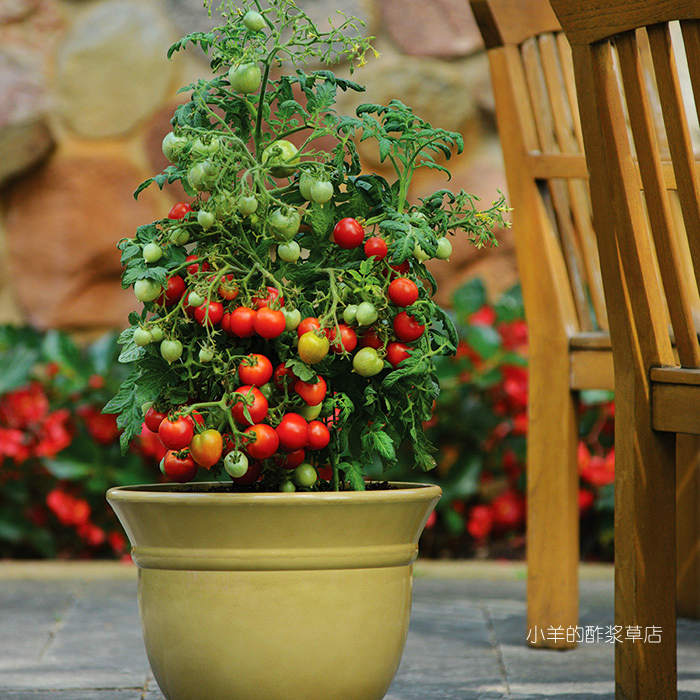 疯狂的小羊矮生盆栽天竺葵