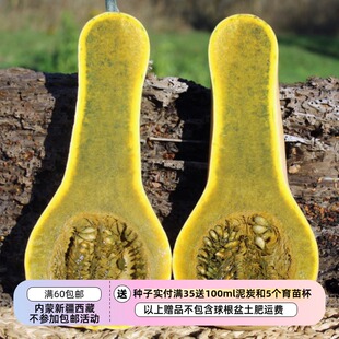 【种子】传家宝老品种 危地马拉绿色南瓜 2粒