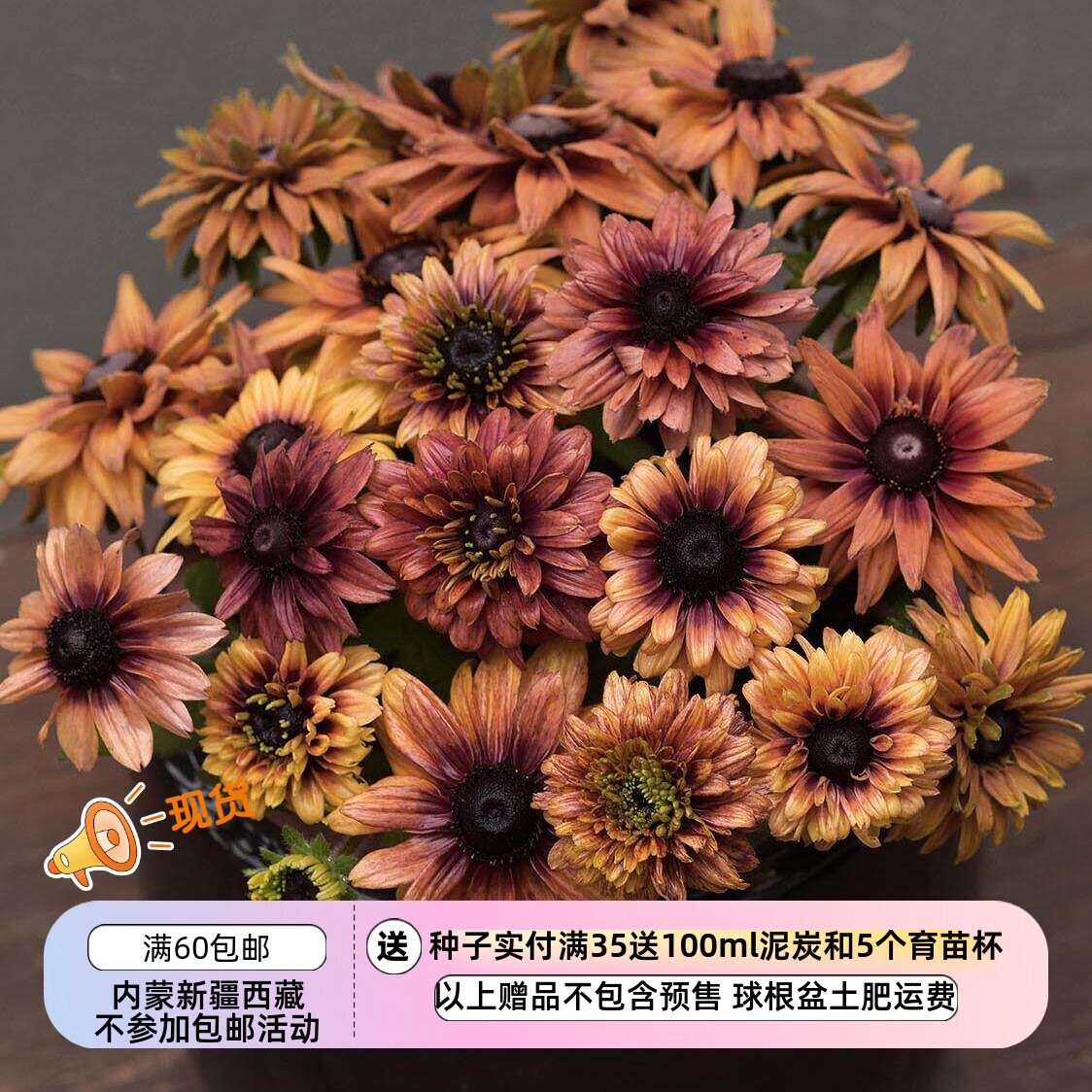 疯狂的小羊金光菊撒哈拉混色图片
