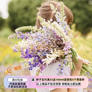 【种子】中等高度 鲁冰花  哈特韦氏羽扇豆 彩虹羽扇豆 混色  5粒