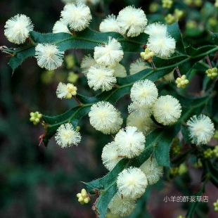 【种子】多年生 观叶 观花 翅果金合欢 5粒