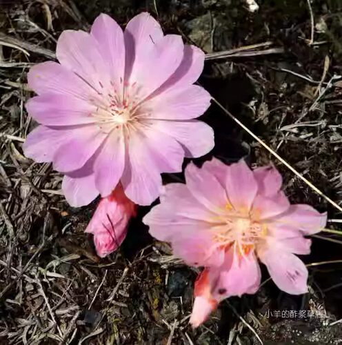 【休眠裸根】繁瓣花 Lewisia rediviva 裸根（会有不同个体）dong