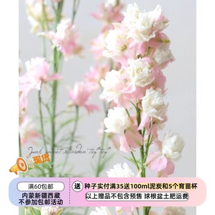 【种子】新花色 小花飞燕草 美丽的粉色 5粒