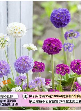 疯狂的小羊球花报春混色