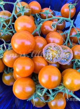 【种子】蔬菜种子樱桃番茄  传家宝 深橙色马斯科特樱桃 5粒