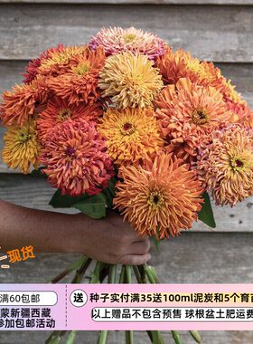 【种子】新品 耐热 日落色系大型仙人掌型百日草 龙舌兰混色 5粒