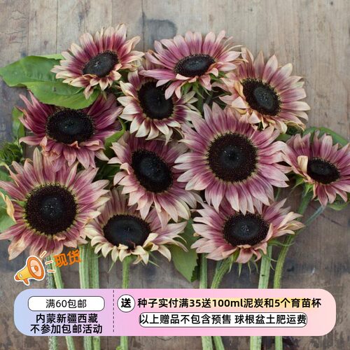 夏季耐热两个月开花进口向日葵