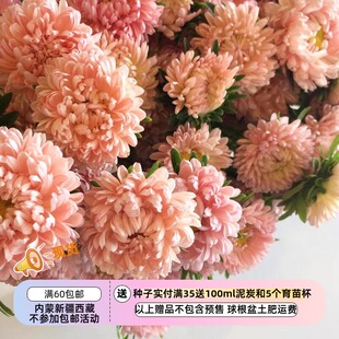 【种子】新品新品 切花型重瓣翠菊  三文鱼酱  5粒