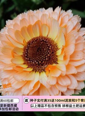 疯狂的小羊金盏菊粉红惊喜