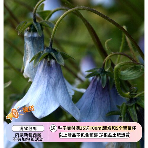 疯狂的小羊淡蓝色帽子风铃