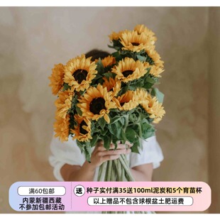 【种子】新品新花色 一年生夏季耐热 向日葵  普朗特 桃子色  5粒