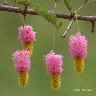 【种子】粉花密耳环猴 灌木小乔木 镰荚金合欢 公主的耳环 5粒