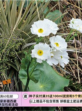 【种子】多年生  种植难度高 巨型毛茛 荷叶毛茛 5粒