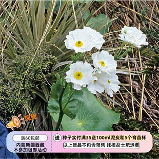 【种子】多年生  种植难度高 巨型毛茛 荷叶毛茛 5粒