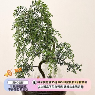 【种子】多年生 适合盆景爱好者的 垂枝金合欢 5粒