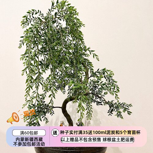 【种子】多年生 适合盆景爱好者的 垂枝金合欢 5粒