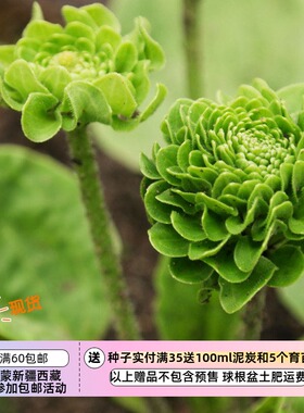 【种子】多年生 绿色花 玫瑰车前草 5粒