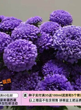 【种子】新品新品 切花型重瓣翠菊 EX亮蓝色 5粒