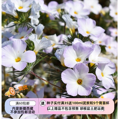 疯狂的小羊针叶山福禄考