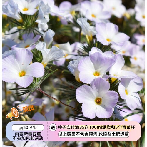 疯狂的小羊针叶山福禄考