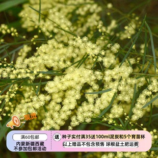 【种子】多年生 布里斯班金合欢  流苏金合欢  5粒