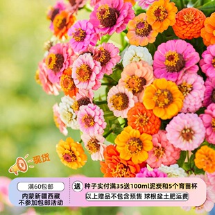 【种子】夏季耐热 小型矮生百日草 小矮人混色  10粒