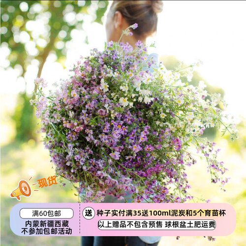 一年生茄科蛾蝶花混色20粒种子
