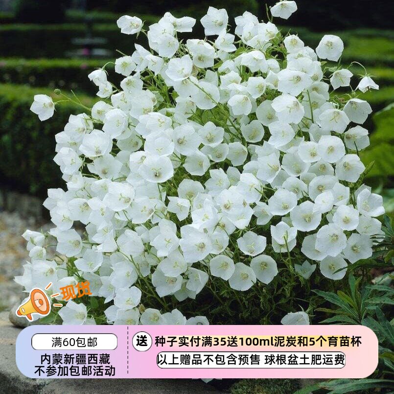 【种子】多年生 桔梗科 丛生风铃草 白色制服 10粒图片