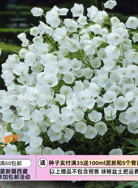【种子】多年生 桔梗科 丛生风铃草 白色制服 10粒
