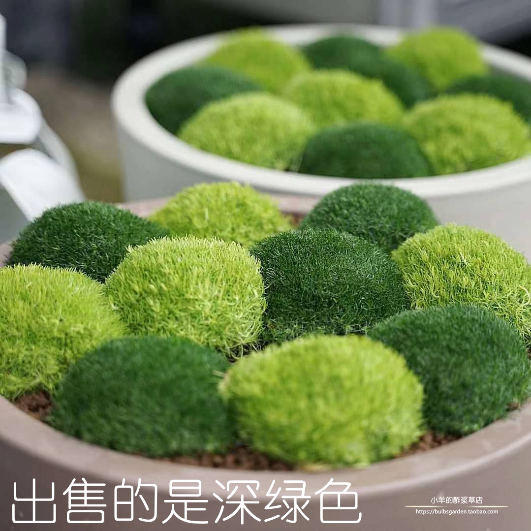 种子爱尔兰苔藓珍珠草深绿色