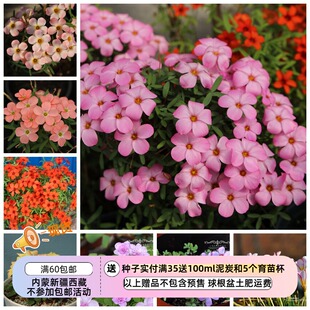 【现货球根】增加新花色 链接4 秋植酢浆草 早花系列 多花花期长