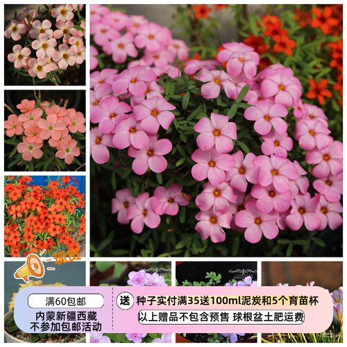 疯狂的小羊早花酢浆草