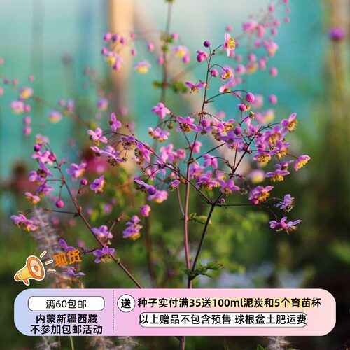 【种子】多年生 耐寒零下23  播种有难度  紫色 偏翅唐松草 5粒